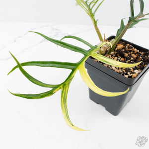 Philodendron Bipinnatifidum 'Tortum' Aurea Variegated (wk28-A)