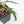 Philodendron Bipinnatifidum 'Tortum' Aurea Variegated (wk28-A)