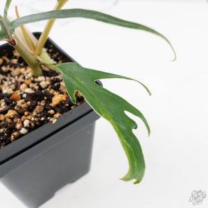 Philodendron Bipinnatifidum 'Tortum' Aurea Variegated (wk28-A)