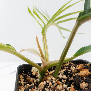 Philodendron Bipinnatifidum 'Tortum' Aurea Variegated (wk28-A)