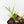 Philodendron Bipinnatifidum 'Tortum' Aurea Variegated (wk29-D)