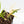 Philodendron Bipinnatifidum 'Tortum' Aurea Variegated (wk29-D)