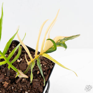 Philodendron Bipinnatifidum 'Tortum' Aurea Variegated (wk29-D)