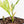Philodendron Bipinnatifidum 'Tortum' Aurea Variegated (wk29-D)