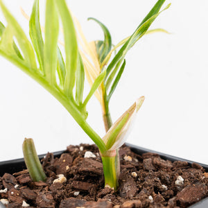 Philodendron Bipinnatifidum 'Tortum' Aurea Variegated (wk29-D)