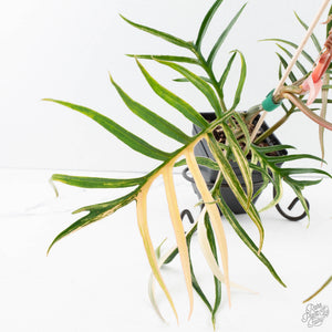 Philodendron Bipinnatifidum 'Tortum' Aurea Variegated (wk39-L178)