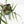 Philodendron Bipinnatifidum 'Tortum' Aurea Variegated (wk39-L178)