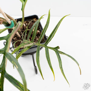 Philodendron Bipinnatifidum 'Tortum' Aurea Variegated (wk39-L178)