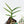 Philodendron Bipinnatifidum 'Tortum' Aurea Variegated (wk39-L178)