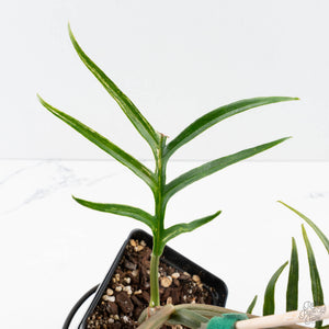 Philodendron Bipinnatifidum 'Tortum' Aurea Variegated (wk39-L178)
