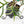 Philodendron Bipinnatifidum 'Tortum' Aurea Variegated (wk39-L178)