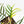 Philodendron Bipinnatifidum 'Tortum' Aurea Variegated (wk24-H)
