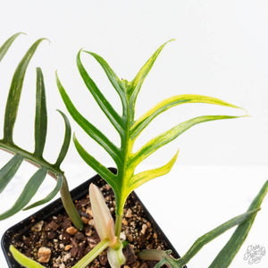 Philodendron Bipinnatifidum 'Tortum' Aurea Variegated (wk24-H)