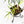 Philodendron Bipinnatifidum 'Tortum' Aurea Variegated (wk24-H)