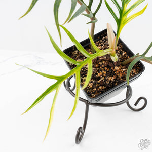 Philodendron Bipinnatifidum 'Tortum' Aurea Variegated (wk24-H)
