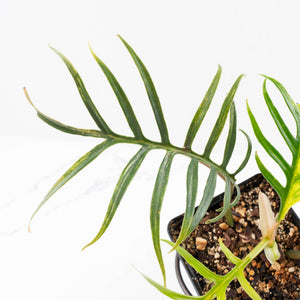 Philodendron Bipinnatifidum 'Tortum' Aurea Variegated (wk24-H)