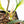 Philodendron Bipinnatifidum 'Tortum' Aurea Variegated (wk24-H)