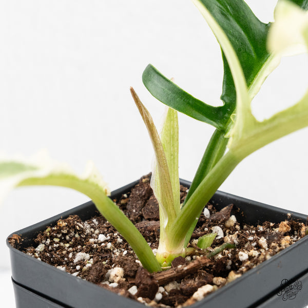 Philodendron Bipinnatifidum 'Tortum' Albo Variegated (wk2-L)