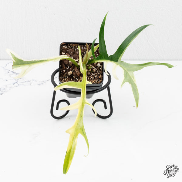 Philodendron Bipinnatifidum 'Tortum' Albo Variegated (wk2-L)