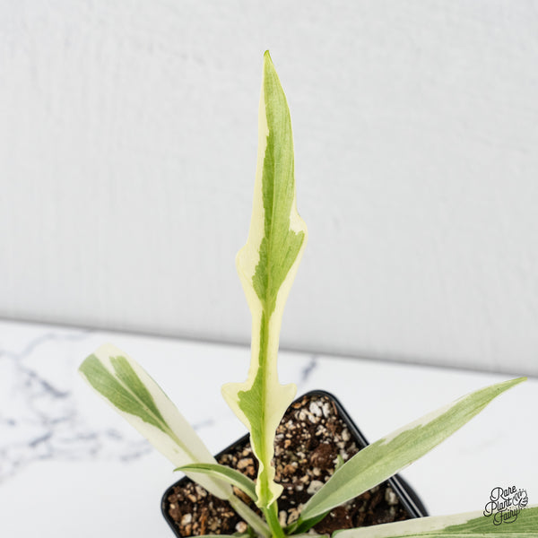 Philodendron Bipinnatifidum 'Tortum' Albo Variegated (wk4-A)