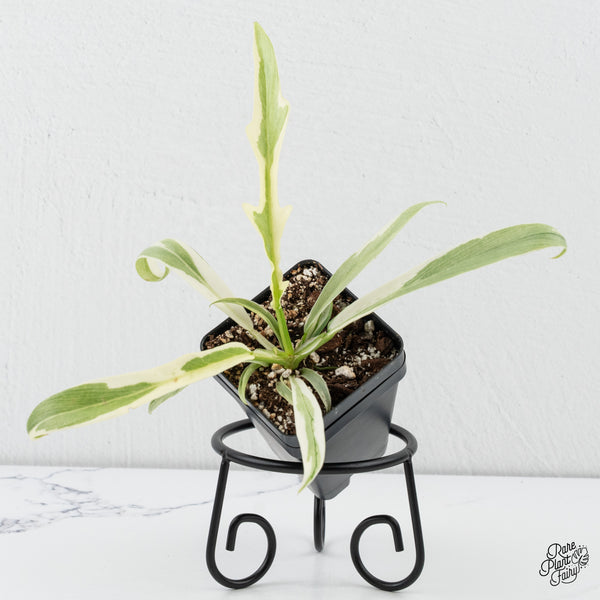 Philodendron Bipinnatifidum 'Tortum' Albo Variegated (wk4-A)