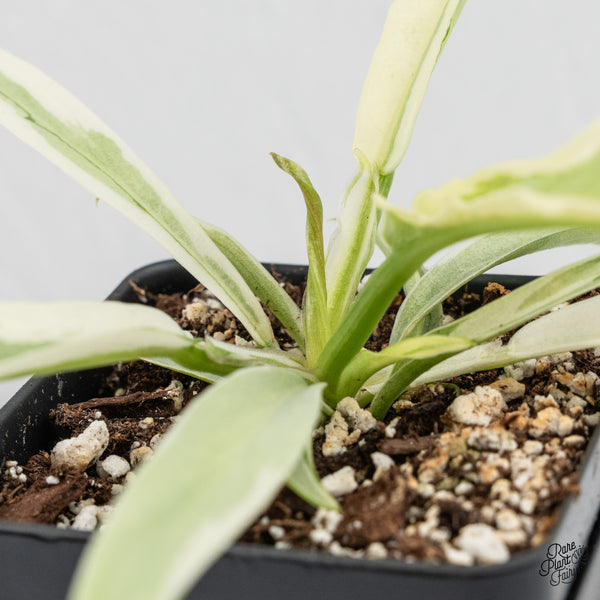 Philodendron Bipinnatifidum 'Tortum' Albo Variegated (wk4-A)