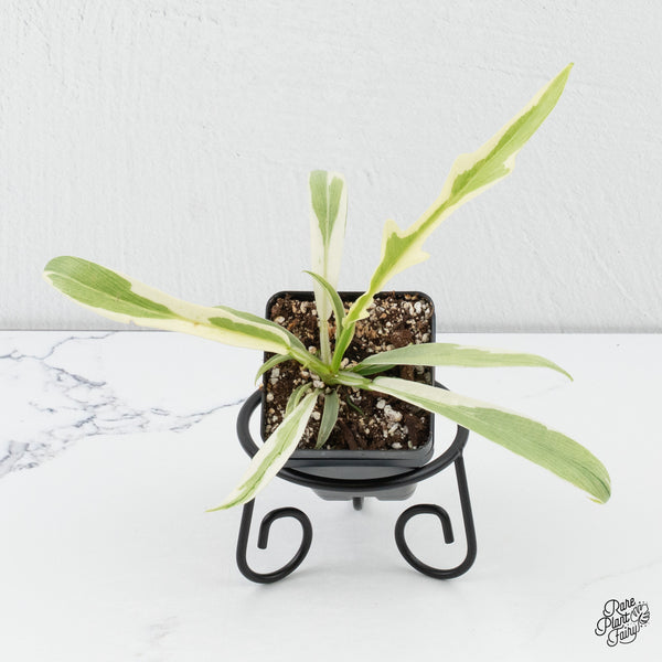 Philodendron Bipinnatifidum 'Tortum' Albo Variegated (wk4-A)