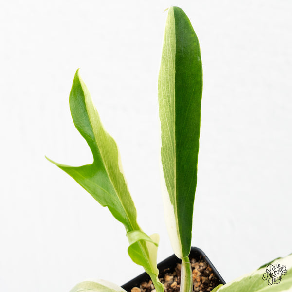 Philodendron Bipinnatifidum 'Tortum' Albo Variegated (wk4-B)