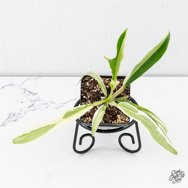 Philodendron Bipinnatifidum 'Tortum' Albo Variegated (wk4-B)