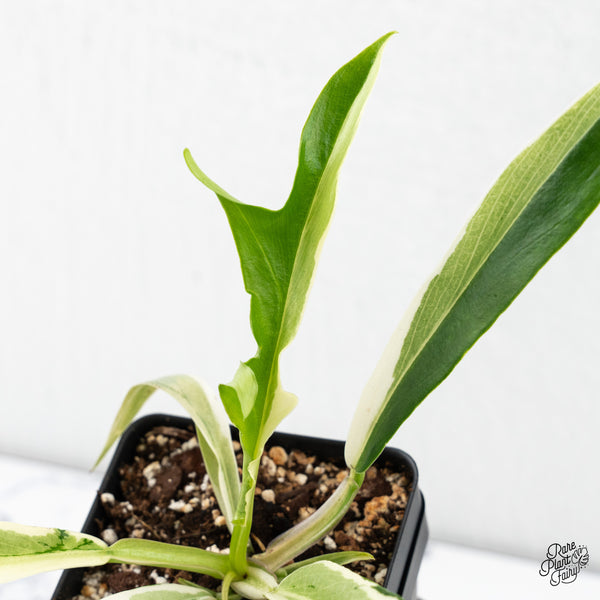Philodendron Bipinnatifidum 'Tortum' Albo Variegated (wk4-B)