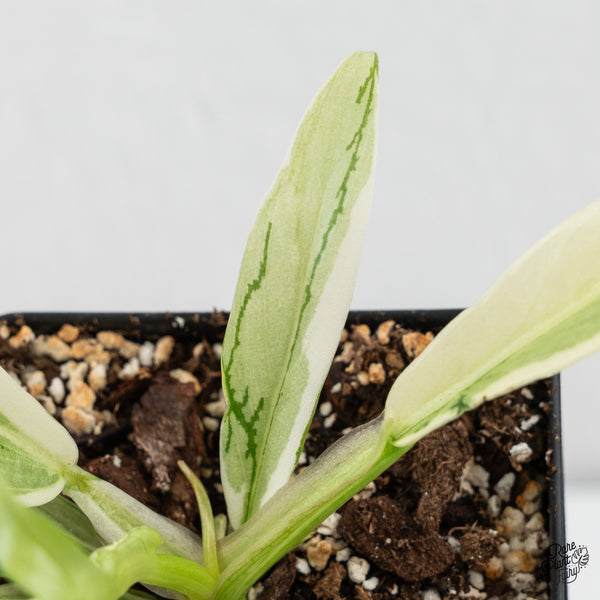 Philodendron Bipinnatifidum 'Tortum' Albo Variegated (wk4-B)