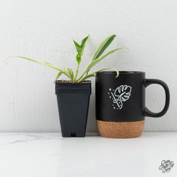 Philodendron Bipinnatifidum 'Tortum' Albo Variegated (wk4-B)