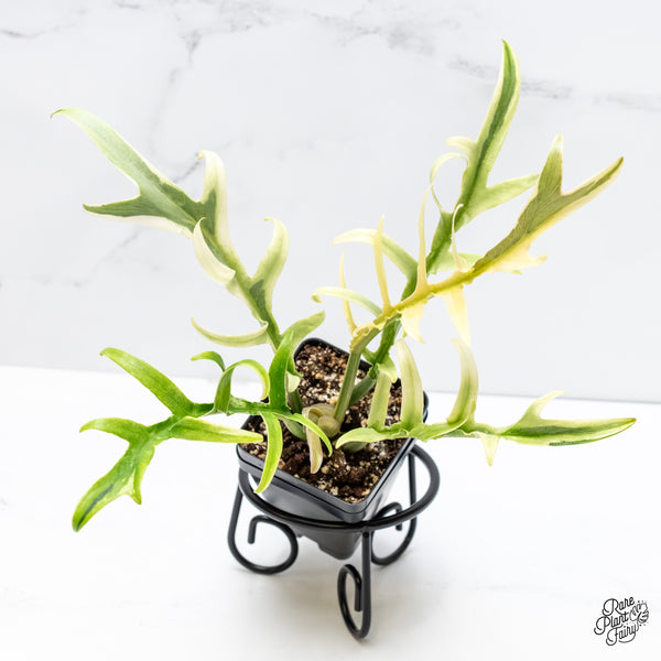 Philodendron Bipinnatifidum 'Tortum' Albo Variegated (wk5-L)