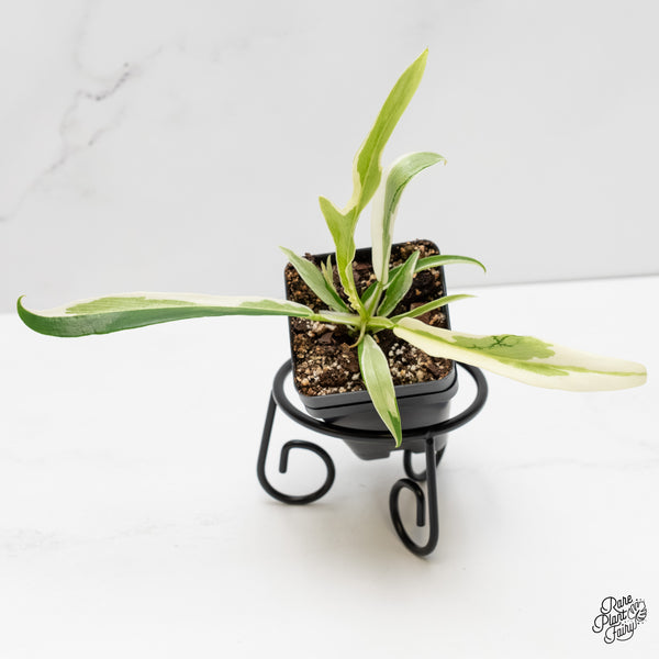 Philodendron Bipinnatifidum 'Tortum' Albo Variegated (wk5-M)