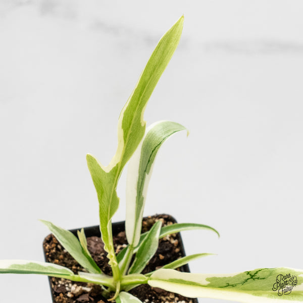 Philodendron Bipinnatifidum 'Tortum' Albo Variegated (wk5-M)