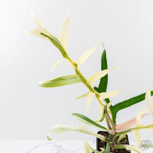 Philodendron Bipinnatifidum 'Tortum' Albo Variegated (wk24-F)