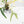 Philodendron Bipinnatifidum 'Tortum' Albo Variegated (wk24-F)
