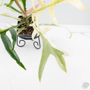 Philodendron Bipinnatifidum 'Tortum' Albo Variegated (wk24-F)