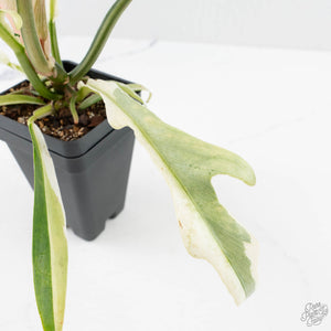Philodendron Bipinnatifidum 'Tortum' Albo Variegated (wk24-F)