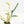 Philodendron Bipinnatifidum 'Tortum' Albo Variegated (wk24-F)