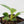 Philodendron 'Birkin' Aurea Variegated (wk40-L313)