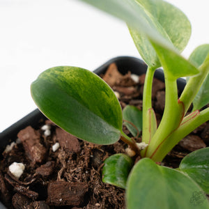 Philodendron 'Birkin' Aurea Variegated (wk40-L313)