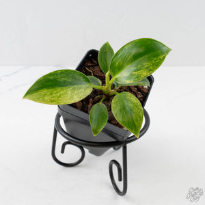 Philodendron 'Birkin' Aurea Variegated (wk40-L313)
