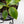 Philodendron 'Birkin' Aurea Variegated (wk40-L313)