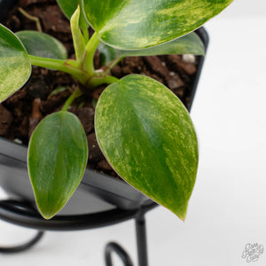 Philodendron 'Birkin' Aurea Variegated (wk40-L313)