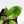 Philodendron 'Birkin' Aurea Variegated (wk40-L313)