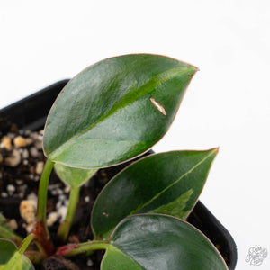 Philodendron 'Birkin' Aurea Variegated (wk22-A)
