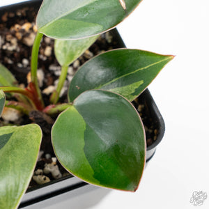Philodendron 'Birkin' Aurea Variegated (wk22-A)