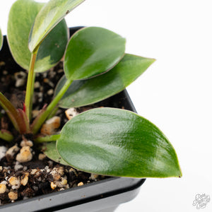 Philodendron 'Birkin' Aurea Variegated (wk22-A)