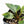 Philodendron 'Birkin' Aurea Variegated (wk22-A)